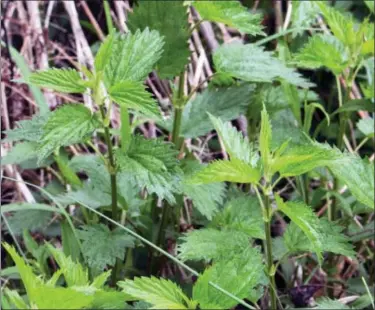  ?? LEE REICH VIA AP ?? This undated photo shows stinging nettles in New Paltz, N.Y. Nettles is a weed and it stings, but it also is a healthful and tasty plant.