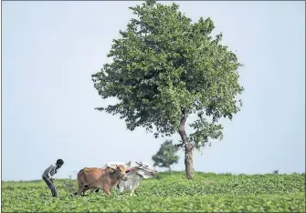  ??  ?? An Indian farmer uses a pair of bulls to plow a vegetable field on the outskirts of Hyderabad, in south-central India.