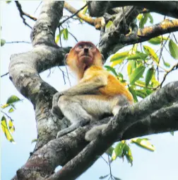  ??  ?? SABAH'S endemic proboscis monkey