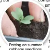  ?? ?? Potting on summer cabbage seedlings from smaller cells