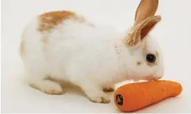  ?? ?? ‘Small four-legged animal with long ears’ … or is it? Photograph: Dorling Kindersley/Getty Images