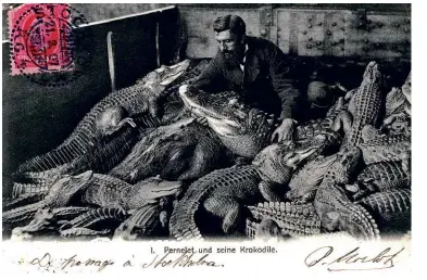  ?? ?? ABOVE: A postcard stamped and posted in Stockholm in 1907 featuring Monsieur Pernelet and his crocodiles. BELOW: A postcard stamped and posted in Belgium in 1910, showing the two dead crocodiles after the fire. FACING PAGE: Two rare advertisem­ent postcards from the Aquarium Indo-Africain in Brussels, featuring the heroic M. Pernelet.