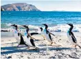 ??  ?? i The Falkland Islands’ friendly locals