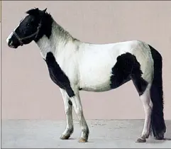  ??  ?? The horse bred in Navarre on the northern coast of Spain is called “Navarreno” or “Basque pony.” The Basque name for it is Pottock. Never taller than 14 hands, like its cousins in Asturia, Galicia, Italy, Ireland and Iceland, fanciers insist that it is...