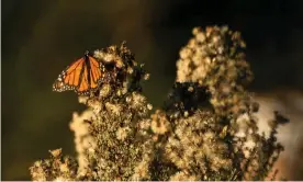  ?? Photograph: Gabrielle Canon/The Guardian ?? Western monarch butterflie­s have returned to Pismo Beach in increasing numbers this month.