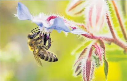  ??  ?? Viele Pflanzen setzen Pollen ein, um Insekten anzulocken. Im Bild: eine Biene an einer Borretsch-Blüte.