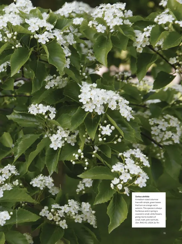  ??  ?? Sorbus alnifolia