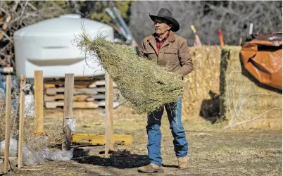  ?? ?? ABOVE: José Varela López of La Cieneguill­a puts out hay for his cows Friday at his home. The groundwate­r on his property is contaminat­ed with PFAS. The so-called forever chemicals take thousands of years to break down and last indefinite­ly in the body; they’re linked to numerous health problems.