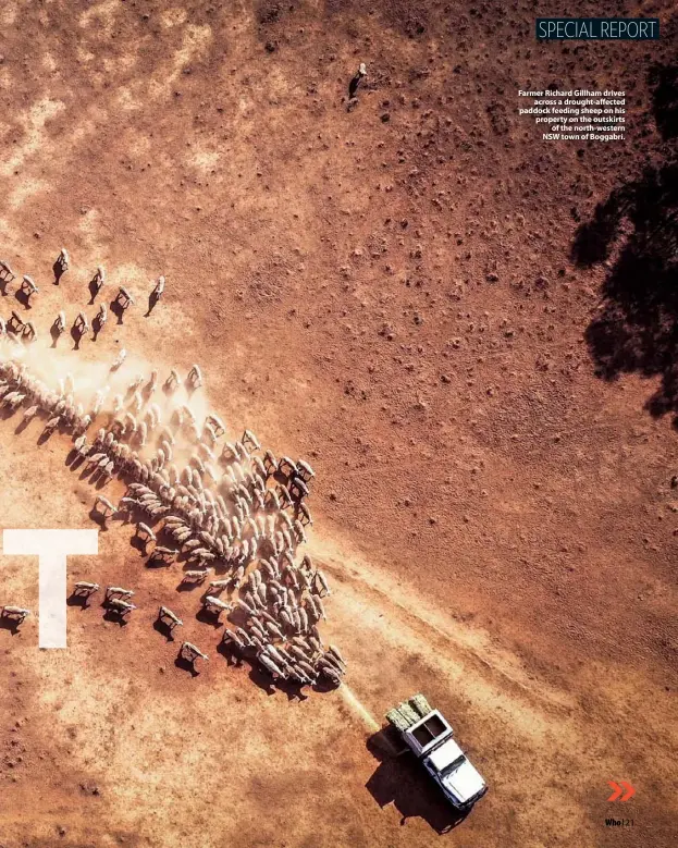  ??  ?? Farmer Richard Gillham drives across a drought-affected paddock feeding sheep on his property on the outskirts of the north-western NSW town of Boggabri.