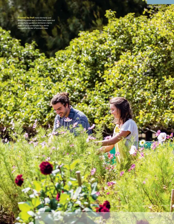  ??  ?? Framed by fruit Katie McHardy and Rhett Hornblow work in their hand sewn and grown florist garden on McHardy’s family farm, which is surrounded by a dense contrastin­g border of avocado trees.