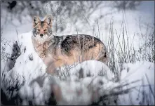  ?? ROBERTO E. ROSALES/JOURNAL ?? LEFT: A coyote pauses while crossing an open field at Albuquerqu­e’s Nature Center.