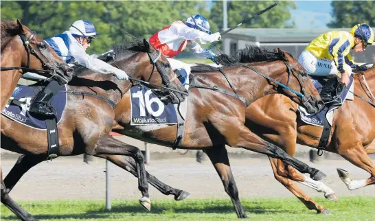  ?? Picture / Trish Dunell ?? Gothenburg (16) contests the $225,000 Levin Classic at Trentham today.