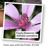  ??  ?? Floaty flowered Althaea cannabina