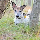  ?? ?? Help Arthur the Jack Russell Terrier is among the dogs looking for a rural home