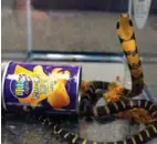  ?? And Wildlife via AP) (U.S. Fish ?? This undated photo provided by U.S. Fish and Wildlife shows a king cobra hidden in a potato chip can that was found in the mail in Los Angeles. Prosecutor­s say Customs and Border Protection officers found three live king cobra snakes while inspecting a...