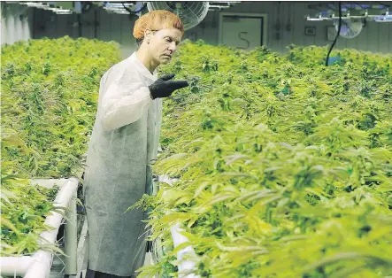  ?? GAVIN YOUNG/FILE ?? Cam Battley, senior vice-president with Aurora Cannabis Inc., examines marijuana plants in one of the grow rooms inside the company’s 55,000 square medical marijuana production facility near Cremona. Canada’s marijuana industry has raised well over...