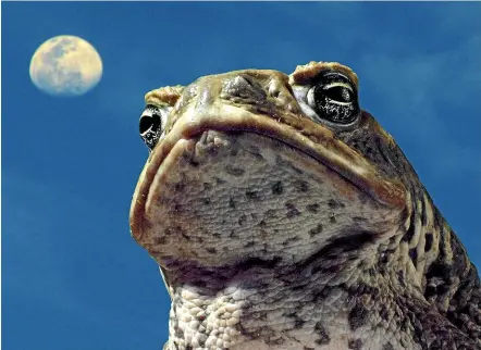  ?? FAIRFAX ?? Cane toads emit a poison that kills most predators including lizards, snakes and marsupials.