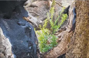  ?? Photograph­s by Brian van der Brug Los Angeles Times ?? CALIFORNIA bay laurel sprouts amid charred trunks at the Pepperwood Preserve near Santa Rosa, Calif.