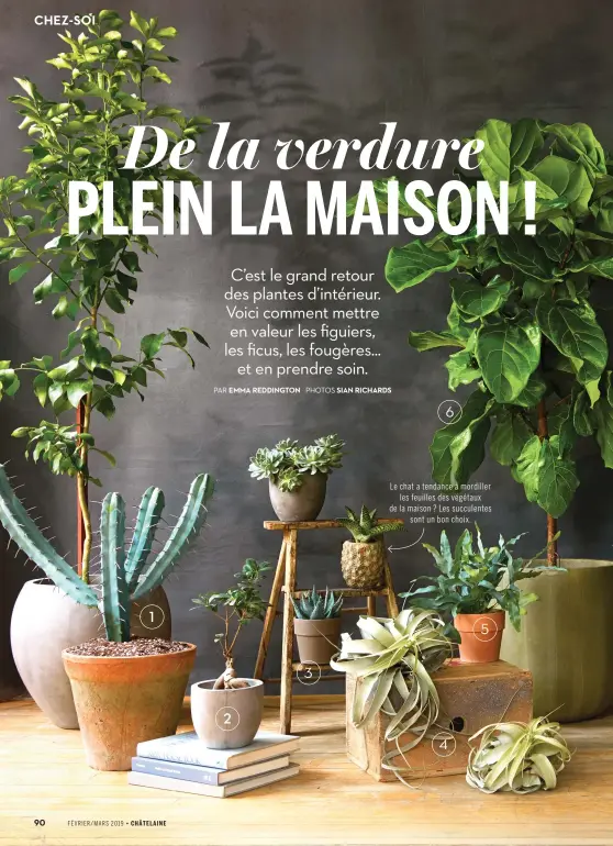  ??  ?? Le chat a tendance à mordiller les feuilles des végétaux de la maison ? Les succulente­s sont un bon choix.