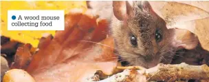  ??  ?? A wood mouse collecting food