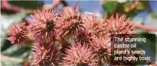  ??  ?? The stunning castor oil plant’s seeds are highly toxic