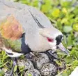  ?? Foto: dpa ?? Dies ist ein Bronzekieb­itz. Er beschützt die Eier in seinem Nest.