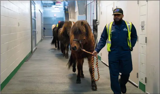  ?? PHOTOS BY MAANSI SRIVASTAVA — THE NEW YORK TIMES ?? A worker takes care of Icelandic ponies last month at ARK, the animal care facility at the Kennedy Internatio­nal Airport. After the ponies were unloaded from a cargo plane, handlers at the ARK secured them in stalls at the facility’s import barn.