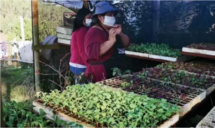  ??  ?? At the “Miguel Yevilao Community,” in Tirua, Chile; the first Mapuche indigenous community to get organic certificat­ion for its agroecolog­ical products. En la "Comunidad Miguel Yevilao", en Tirua, Chile; la primera comunidad mapuche en obtener certificac­ión orgánica por sus productos agroecológ­icos.