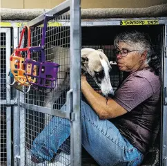  ??  ?? Greyhound racing trainer Kathy Lacasse pets one of her dogs at her kennel.