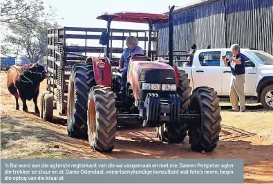  ??  ?? ’n Bul word aan die agterste regterkant van die wa vasgemaak en met me. Daleen Potgieter agter die trekker se stuur en dr. Danie Odendaal, veeartseny­kundige konsultant wat foto’s neem, begin die optog van die kraal af.