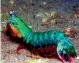  ??  ?? A mantis shrimp