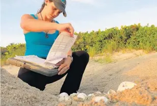  ?? PHOTOS BY KEVIN SPEAR/STAFF ?? Rachel Santulli of UCF Marine Turtle Research Group logs nests at Archie Carr National Wildlife Refuge in Brevard County. In a nest, she found a live green hatchling (top) and watched it head to the surf (below).