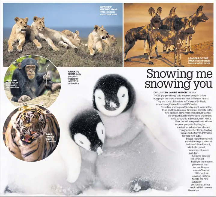  ??  ?? ANGLING FOR FOOD Chimp digs out termites ROAR POWER Tiger in DynastiesC­HICK TOCHICK Baby penguins cuddle for warmth in Antarctica­MOTHERS’MEETING Marsh Pride lionesses watch their cubs LEADERS OF THE PACK Painted wolves face uncertain future