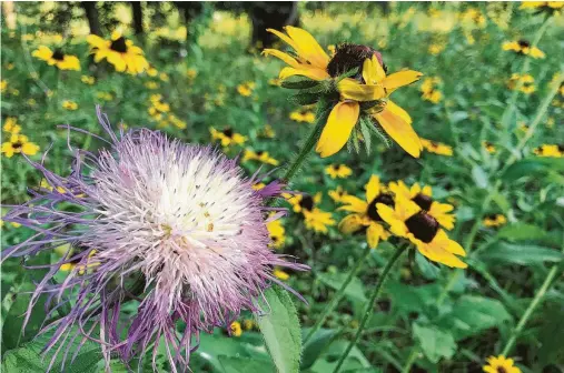  ?? Molly Glentzer / Houston Chronicle ?? The lavender fireworks of an American basketflow­er erupt above a meadow of rudbeckias at the Houston Arboretum &amp; Nature Center.