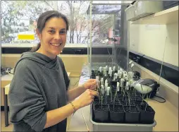  ??  ?? EXPLORATIO­N: Spanish PHD student Ana Moreno sets up an experiment that will assess the behaviour of aphids and the impact they have on wheat plants grown under future predicted climatic conditions.