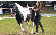  ?? FOTO: RVH ?? Wie gut Tier und Mensch zusammenar­beiten können, wurde beim Pferdespor­ttag des RV Haldern gleich mehrfach gezeigt.