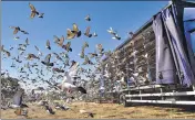  ?? AP ?? 4,465 pigeons released in England with pigeon racing becoming the first 'spectator' sport to return to the nation on June 1.