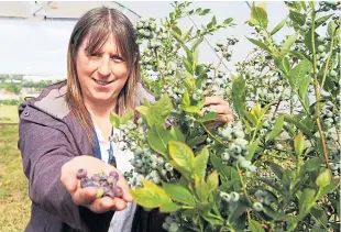  ??  ?? Blueberry researcher Susan McCallum with her crop.