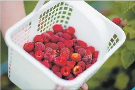  ?? CHRIS TANOUYE/METROLAND ?? Fresh raspberrie­s, picked at area berry farms or purchased from a local farmers’ market, are the best choice when making sweet summer treats, says Maggie Savage.