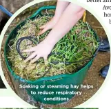  ??  ?? Soaking or steaming hay helps to reduce respirator­y conditions