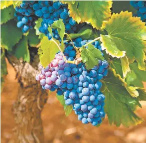  ?? ESPECIAL ?? La industria vitiviníco­la comenzó en 1597.