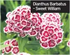  ??  ?? Dianthus Barbatus – Sweet William