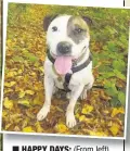  ??  ?? HAPPY DAYS: (From left) Cookie, Mr Biggs and Chess, pictured with his new owner