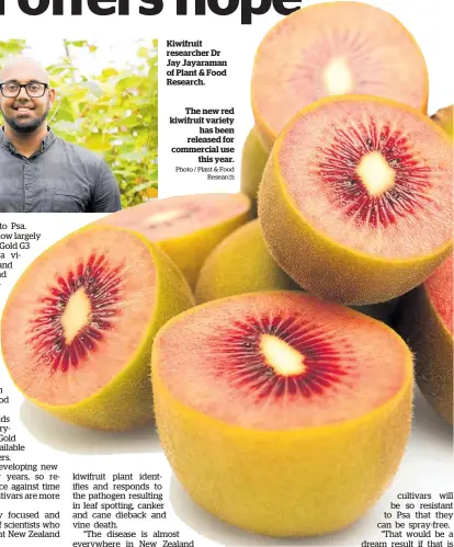  ?? Photo / Plant & Food Research ?? The new red kiwifruit variety has been released for commercial use this year.