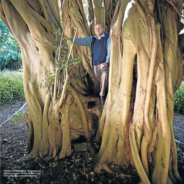  ??  ?? TRUNK OF MEMORIES: Kirstenbos­ch Gardens curator Phillip Le Roux in a Forest Fig (Ficus createrost­roma)