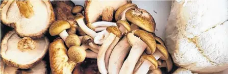  ?? CONTRIBUTE­D ?? Newfoundla­nd Gourmet Mushrooms has a $15 weekly club.