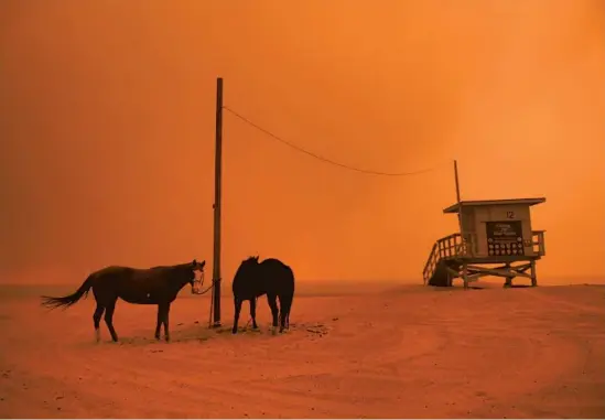  ?? Wally Skalij Los Angeles Times ?? MALIBU, CALIFORNIA NOVEMBER 9, 2018-Horses are yied to a pole on the beach in Malibu as the Woolsey Fire comes down the hill Friday. (Wally Skalij/Los Angeles Times)