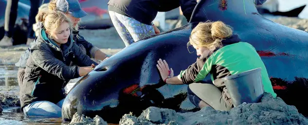  ?? (foto Anthony Phelps/Reuters) ?? Soccorsi Quattro volontarie assistono una delle 416 balene spiaggiate sull’isola meridional­e della Nuova Zelanda. Tre quarti di loro sono morte in uno dei peggiori incidenti di questo tipo nella storia del Paese. Gli esemplari di Globicepha­la melas...