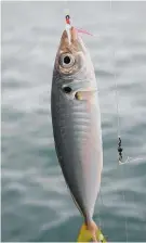  ?? Picture / Geoff Thomas ?? Yellowtail­s are easily caught and make fine bait.