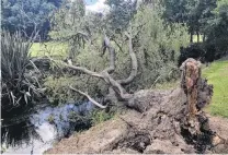  ?? PHOTO: LAURA SMITH ?? Calling timber . . . Fallen trees on powerlines resulted in outages over the weekend. This tree was among the foliage debris at the Otepuni Gardens in lnvercargi­ll.